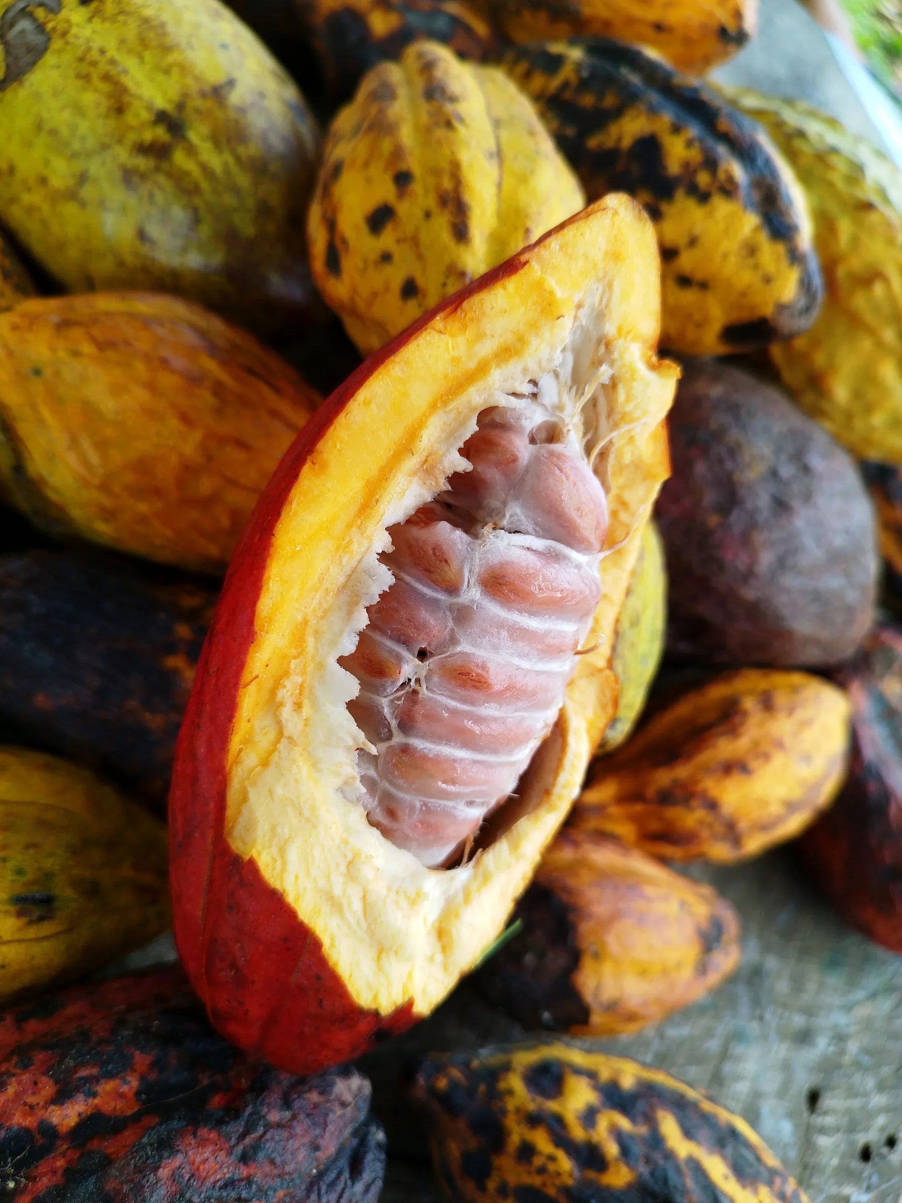 India grows the cacao. It used to leave.